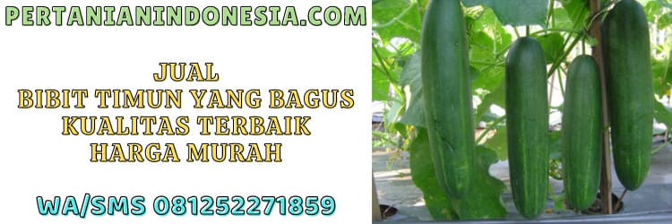 jual,timun,bibit,pertanian indonesia,harga murah